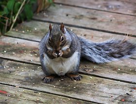 FUMIGACION DE JARDINES ,FUMIGACION DE JARDIN DF